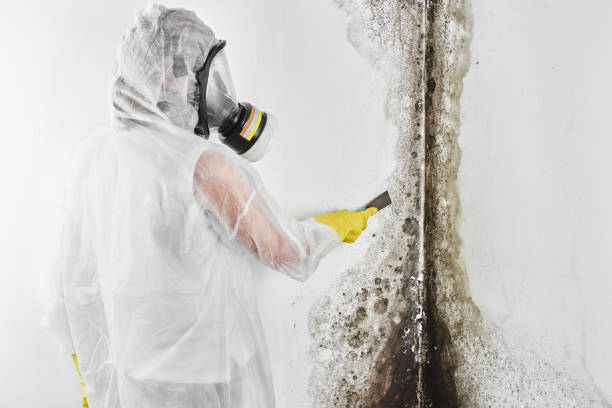 Best Insurance-Related Mold Remediation in Terrace Heights, WA