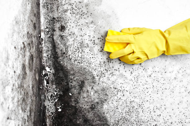 Best Emergency Mold Remediation in Terrace Heights, WA