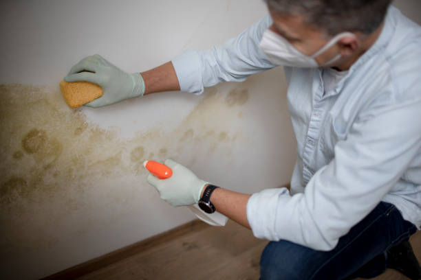 Best Insurance-Related Mold Remediation in Terrace Heights, WA