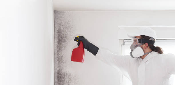 Best Mold Remediation for Schools in Terrace Heights, WA