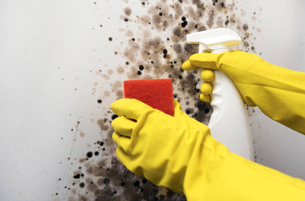 Best Crawl Space Mold Remediation in Terrace Heights, WA