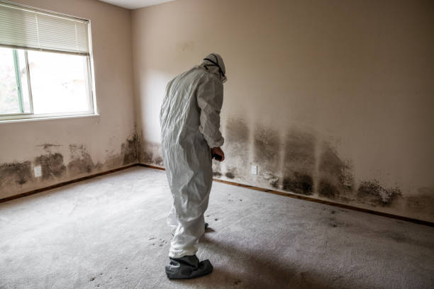 Best Residential Mold Remediation in Terrace Heights, WA