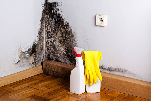  Terrace Heights, WA Mold Removal Pros